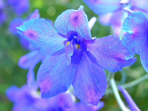 Butterfly Blue Flower